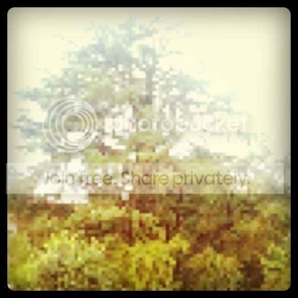 PixelTree.jpg image by AvatarNemo